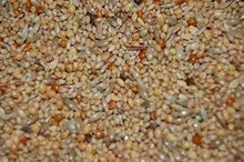 Zaad voor tropische  vogels 