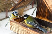 Nestkastjes buiten vogels