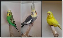 ornament Speciaal soep Birdtrade - In en verkoop van Vogels - Birdtrade in- en verkoop van vogels  en toebehoren