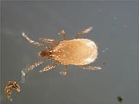 Roofmijten en Luizen 