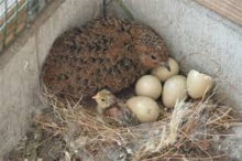 Voer voor kwartels en kippen