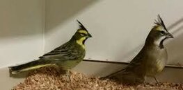 Te koop prachtige Groene kardinalen van 2025 onverwant en goed klikkende koppels 