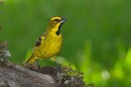 Te koop prachtige jonge Groene kardinaal. mannen van 2025 