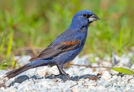 Te koop prachtig koppel onverwante  jonge Blauwe bisschop (Passerina caerulea)