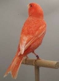 Te koop prachtige Rood intensieve en schimmel kanaries te koop 