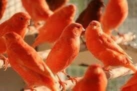 Te koop prachtige Rood intensieve en schimmel kanaries te koop 
