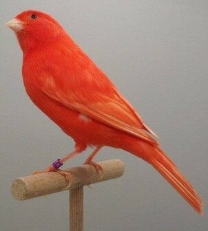 Te koop prachtige Rood intensieve en schimmel kanaries te koop 
