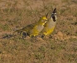 Te koop prachtige Groene kardinalen van 2025 onverwant en goed klikkende koppels 