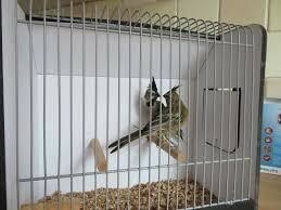 Te koop prachtige jonge Groene kardinaal. mannen van 2025 