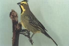 Te koop prachtige jonge Groene kardinaal. mannen van 2025 