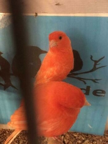 Te koop prachtige Rood intensieve en schimmel kanaries te koop 