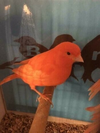 Te koop prachtige Rood intensieve en schimmel kanaries te koop 