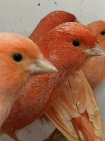 Te koop prachtige Rood intensieve en schimmel kanaries te koop 