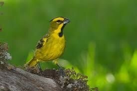 Te koop prachtige jonge Groene kardinaal. mannen van 2025 