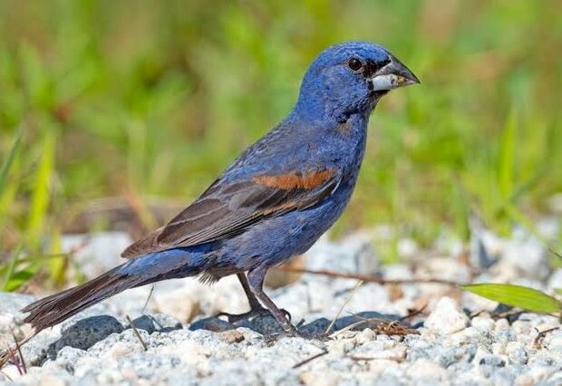 Te koop prachtig jonge mannelijk  Blauwe bisschoppen  (Passerina caerulea)