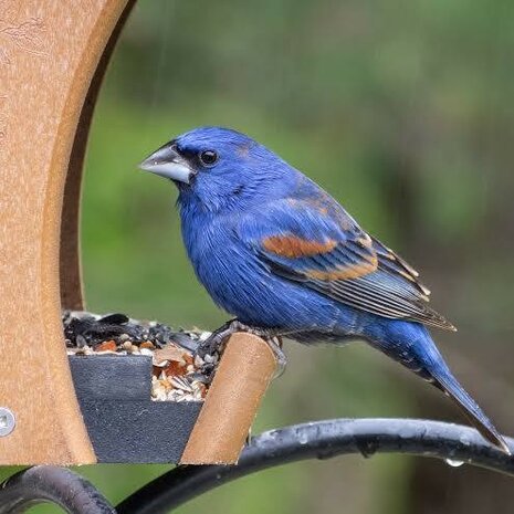 Te koop prachtig jonge mannelijk  Blauwe bisschoppen  (Passerina caerulea)