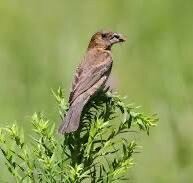 Te koop prachtig jonge mannelijk  Blauwe bisschoppen  (Passerina caerulea)
