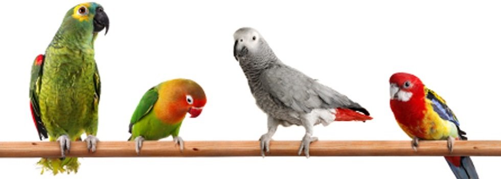 Tamme of kweek papegaaien kopen? - in- en verkoop van vogels en toebehoren