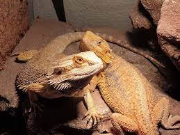 Bestrijding van Bloedluis bij reptielen & spinnen Bestrijding van Bloedluis bij reptielen & spinnen